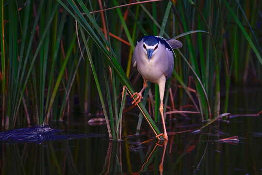Night heron, Black-crowned night heron // Nachtreiher (Nycticorax nycticorax) - Coto de Do&ntilde;ana National Park , Spain