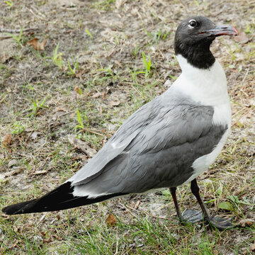 Seagull with curious expression