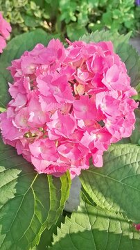Bright pink hydrangea blooming in garden during spring season