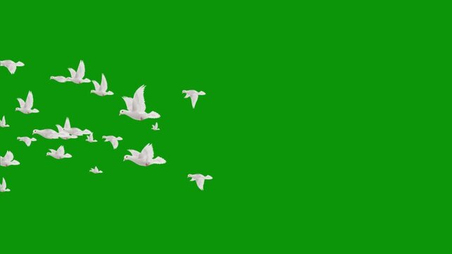A flock of white doves flying gracefully across a vibrant green screen background, ready for digital compositing. Green Screen stabilized flying white birds left to right. flock of white birds flying 