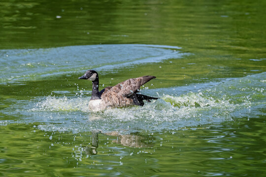Close up of a  Canada Goose splashing vigorously on green lake surface in Wiltshire, UK