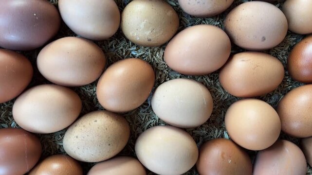 Fresh chicken eggs in a wooden container filled with unhusked rice. Close-up video of a chicken egg.