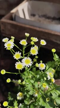 Beautiful blooming white chamomile flowers or small white feverfew chrysanthemums in a rustic garden with bright daylight