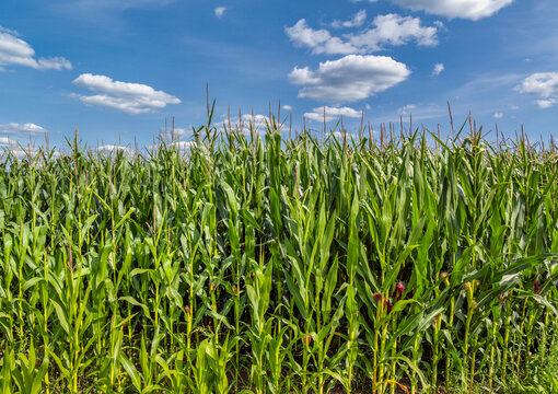 Gr&uuml;nes Maisfeld (Zea mays) im Sommer vor blauem Himmel