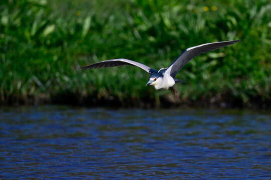 Night heron, Black-crowned night heron // Nachtreiher (Nycticorax nycticorax) - Coto de Do&ntilde;ana National Park , Spain