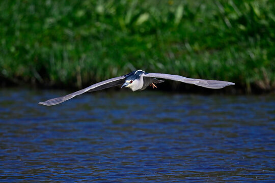 Nachtreiher // Night heron, Black-crowned night heron (Nycticorax nycticorax) - Nationalpark Coto de Do&ntilde;ana, Spanien