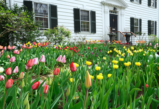 Front garden of white clapboard house full of tulips in spring