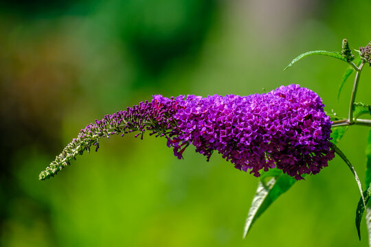 Butterfly Bush, Summer Lilac Flowers in Summer Garden