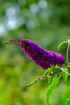 Butterfly Bush, Summer Lilac Flowers in Summer Garden