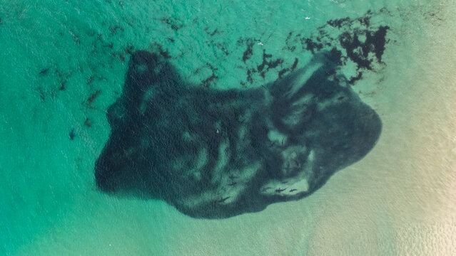 Aerial view of sharks feeding on a large baitball in the turquoise ocean waters near the coast of Byron Bay, New South Wales, Australia.