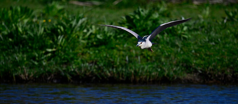 Night heron, Black-crowned night heron // Nachtreiher (Nycticorax nycticorax) - Coto de Do&ntilde;ana National Park , Spain