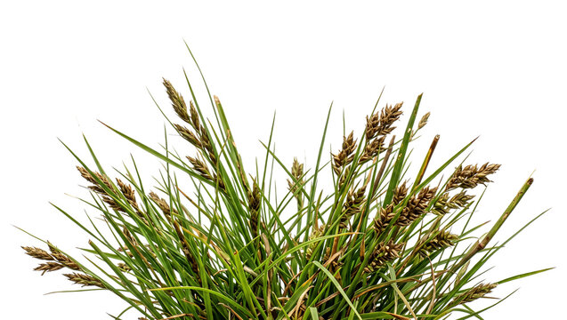 Wild green grass clump with ripe brown seed heads and spikelets isolated on transparent background