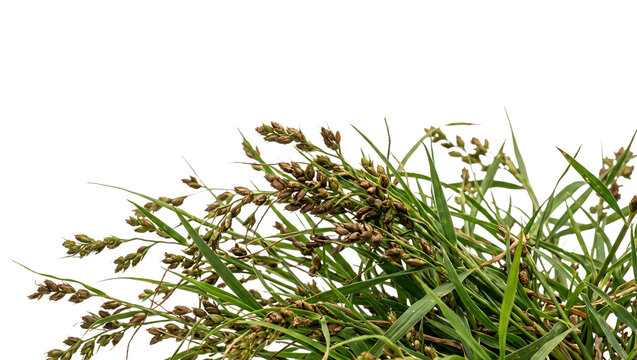 Wild millet grass cluster with ripe brown seed heads and green leaves isolated on transparent background