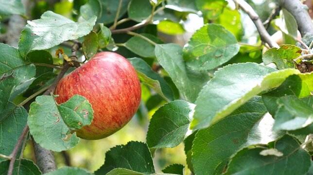 Ripe organic red apple hanging on a tree branch with lush green leaves in sunlit orchard. Concept of eco-friendly farming, sustainable agriculture, natural harvest, food technology and green nature