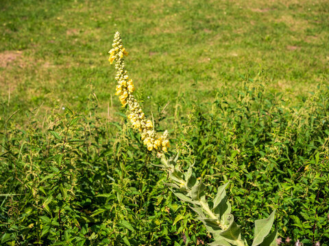 Close-up of common mullein (Verbascum thapsus) with bright yellow flowers in bloom against a soft green garden background.