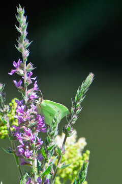 Brimstone Butterfly on Purple Wildflowers in Luxembourg