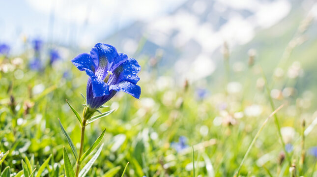 Alpine gentian blue flower detail in sunny mountain meadow