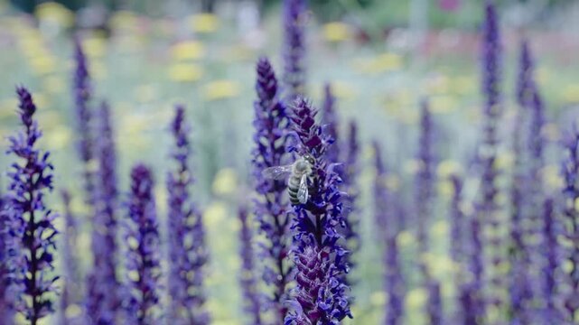 Beautiful nature. Summer blooming flower. Blooming flower field. Field of lavender. Lavender flowers in summer. France Provence lavender field. Purple lavender bloom in nature