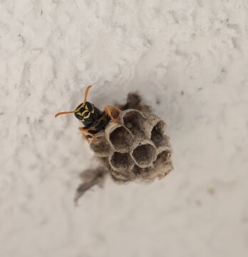 Little wasp