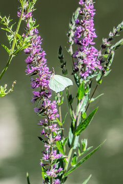 Brimstone Butterfly on Purple Wildflowers in Luxembourg