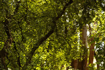Fototapeta premium tree in the forest