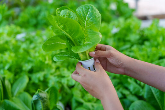 Hands Holding Fresh Hydroponic Romaine Lettuce in Greenhouse, Organic Vegetable Farming