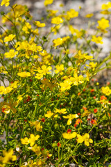 Obraz premium Bright yellow wildflowers buttercup blooming under clear sky.