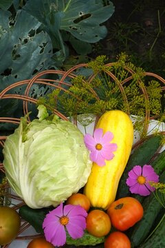 Freshly picked vegetables including cabbage, zucchini, tomatoes, and cucumbers arranged in a basket with delicate pink flowers. The vibrant produce is surrounded by lush greenery