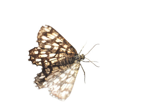 Clover moth butterfly. This species of butterfly is easily recognized by its characteristic reticulate pattern of dark lines on its light wings.