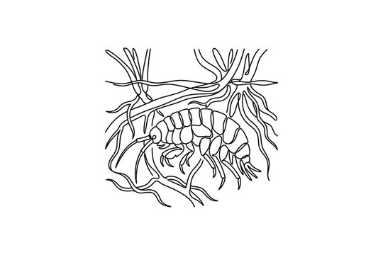 A detailed black and white line drawing of a small amphipod crustacean.