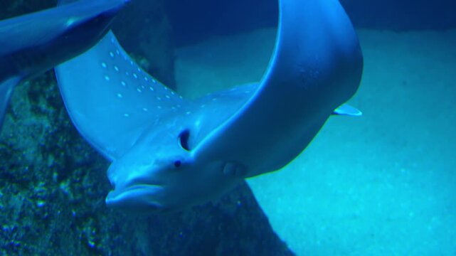 Bull Shark, Close-up of a bull shark (Carcharhinus leucas) swimming through deep blue aquarium water. Powerful marine predator captured in motion with detailed body shape and natural underwater lighti