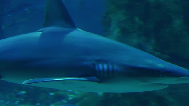 Bull Shark, Close-up of a bull shark (Carcharhinus leucas) swimming through deep blue aquarium water. Powerful marine predator captured in motion with detailed body shape and natural underwater lighti