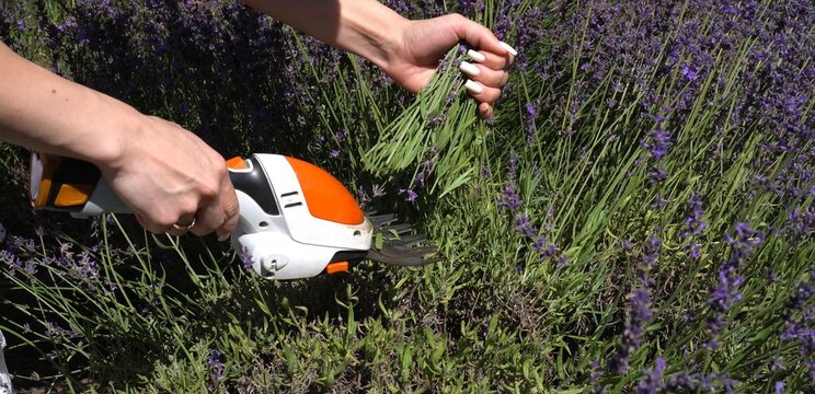 Woman harvesting fresh purple lavender in garden using modern battery grass shears. Eco-friendly agriculture, clean technology, organic farming, and sustainable botanical herb harvesting concept.
