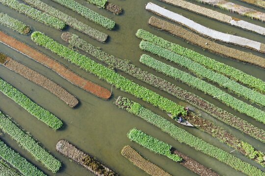 Aerial view of floating vegetable gardens known as baira, with a farmer in a small wooden boat tending to crops in the wetlands of Nazirpur, Barisal Division, Bangladesh.
