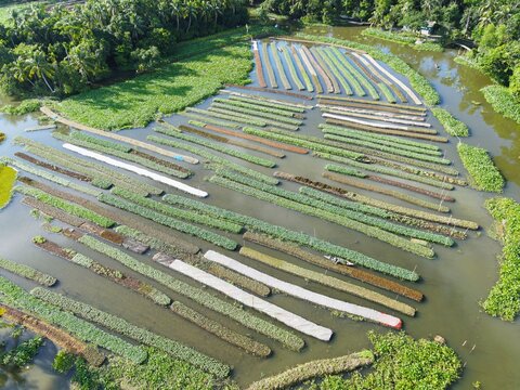 Aerial view of traditional floating vegetable gardens arranged in long rows across wetlands with lush green vegetation and water channels in Nazirpur, Barisal Division, Bangladesh.