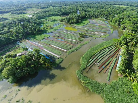 Aerial view of traditional floating vegetable gardens in the wetlands of Nazirpur, featuring rows of crops on water surrounded by lush vegetation in Nazirpur, Barisal Division, Bangladesh.