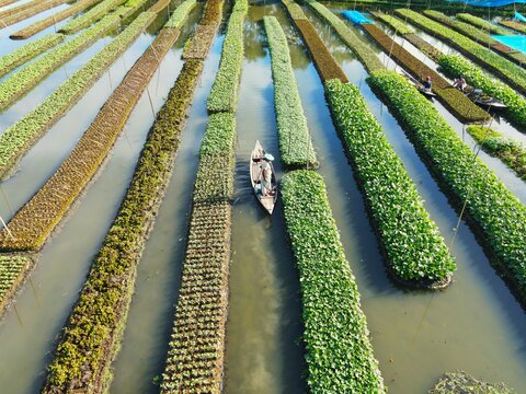 Aerial view of floating vegetable gardens with farmers in small wooden boats tending to crops in the water in Nazirpur, Barisal Division, Bangladesh.