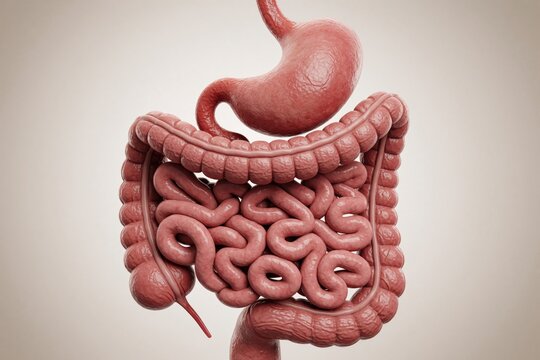 3d render of human digestive system anatomy showing stomach small intestine, large colon organs. Detailed internal biology model isolated on white background. Medical education illustration displays