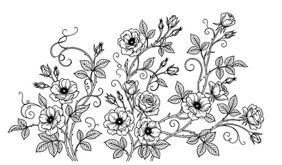 Fototapeta premium Beautiful Wildflower Floral Branch Decorative Botanical Line Art Ornament Vector Illustration Collection