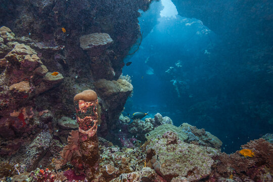 Beautiful coral reef cave with swim through arch underwater