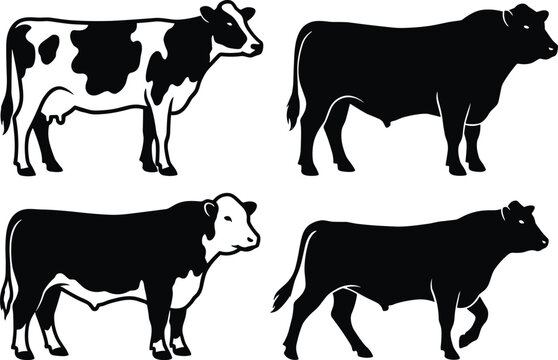 Set of black and white dairy cow and beef bull vector silhouettes for agricultural design