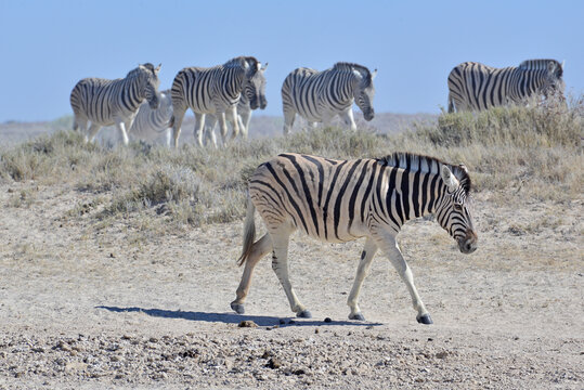 Zebra