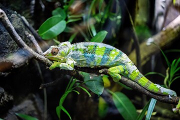 Close-up photo of a panther chameleon looking around. © Rolf