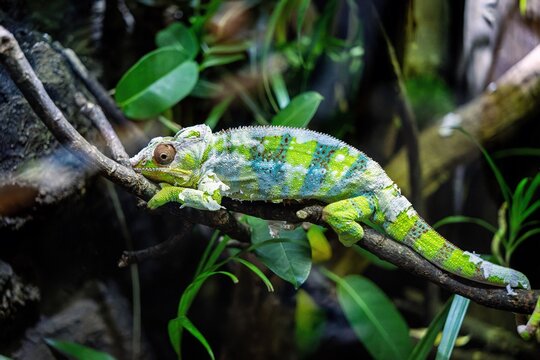Close-up photo of a panther chameleon looking around.