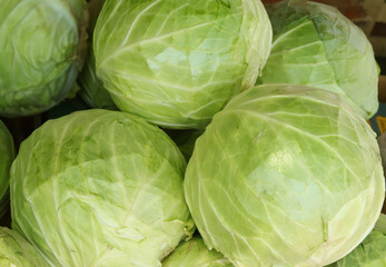 Fototapeta premium head of cabbage