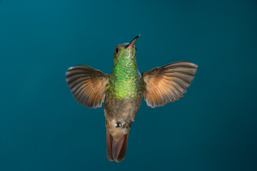 Fototapeta premium Berylline hummingbird in flight
