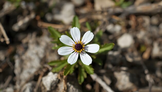 white flower in the garden