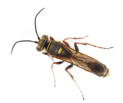 Black and yellow mud dauber invasive wasp, Sceliphron curvatum isolated on white background