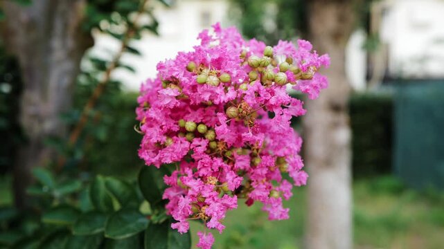 夏の風に揺れるピンクのサルスベリの花