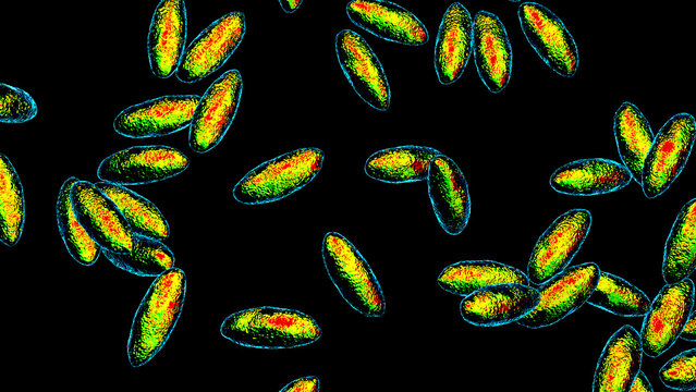 Brucella species, 3D illustration showing small Gram-negative intracellular coccobacilli, causative agents of brucellosis in humans and animals.